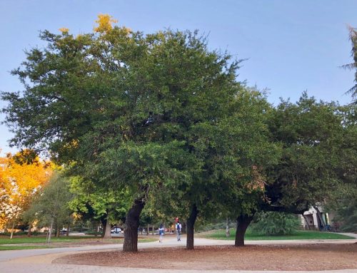 Protecting trees from extreme weather in Florida